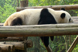 Snoozing panda