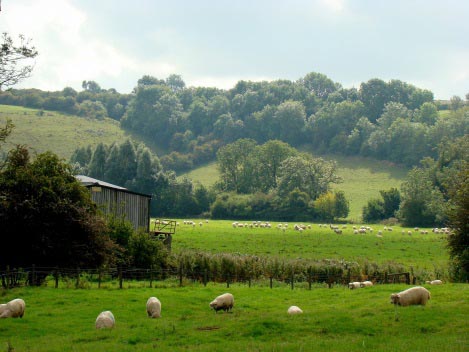 Walking through sheep pasture