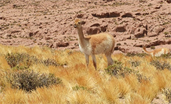  Vicuna in desert grass