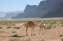 Wadi Rum mother camel & baby