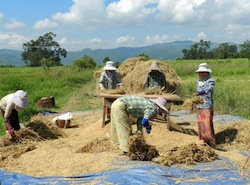 Women Threshing Rice